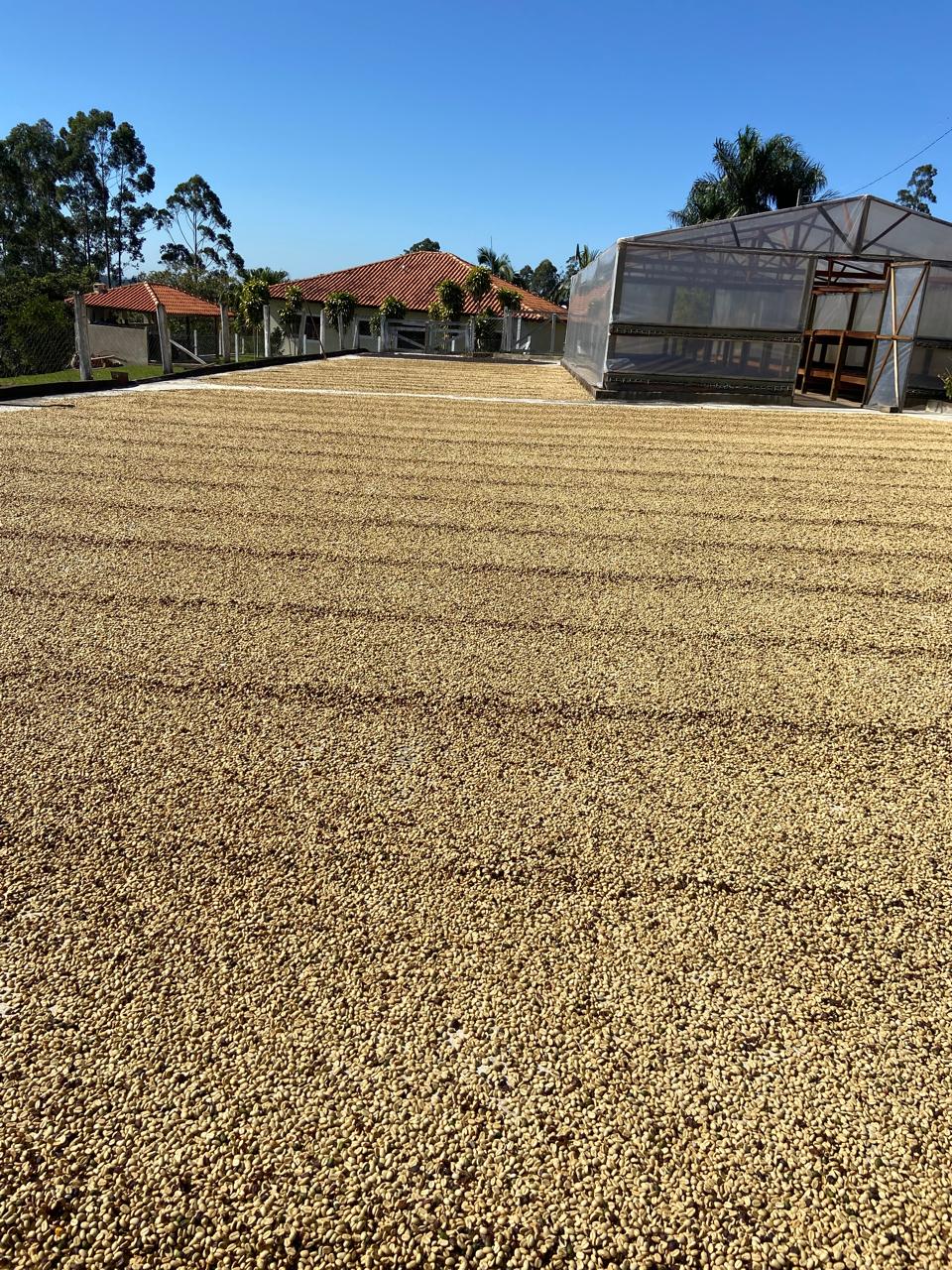 O cafezal e a propriedade