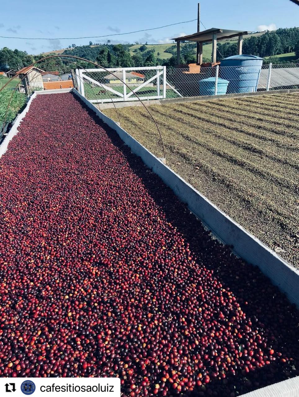 Vivências do café
